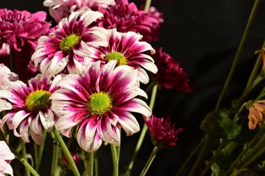 Güzel kasımpatı çiçekleri, yakın görüş