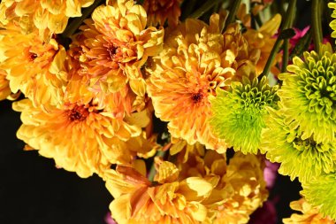 Koyu arkaplanda parlak chrysanmom buketi, yakın görüş.