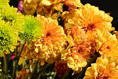 Koyu arkaplanda parlak chrysanmom buketi, yakın görüş.