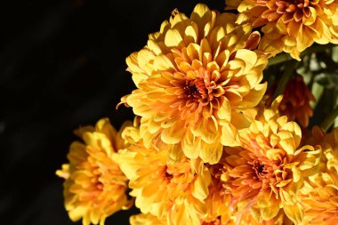 Koyu arkaplanda güzel turuncu çiçekler, yakın görüş