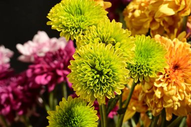 Koyu arkaplanda parlak chrysanmom buketi, yakın görüş.