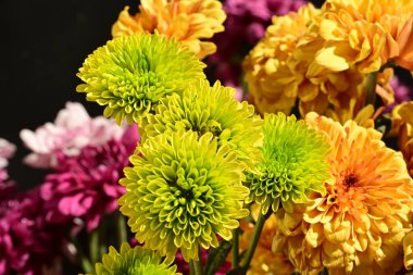 Koyu arkaplanda parlak chrysanmom buketi, yakın görüş.