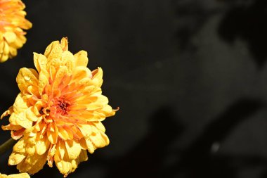 Koyu arkaplanda güzel turuncu çiçekler, yakın görüş