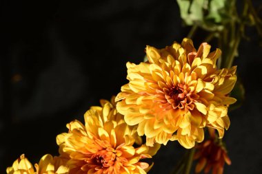 Koyu arkaplanda güzel turuncu çiçekler, yakın görüş