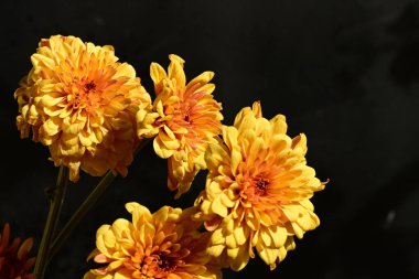 Koyu arkaplanda güzel turuncu çiçekler, yakın görüş