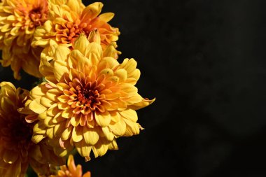 Koyu arkaplanda güzel turuncu çiçekler, yakın görüş