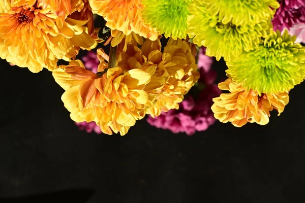 Koyu arkaplanda parlak chrysanmom buketi, yakın görüş.