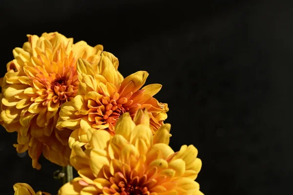 beautiful orange flowers on dark background, close up view