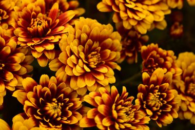 güzel portakal çiçekleri arka plan, yakın görüntü