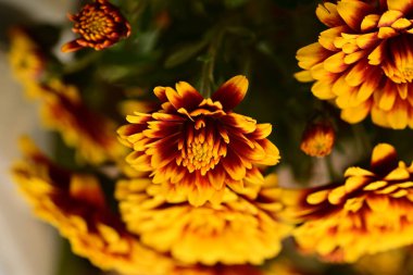 güzel portakal çiçekleri arka plan, yakın görüntü