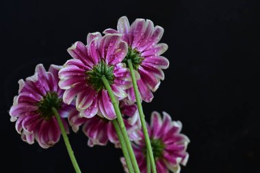 koyu arka plan üzerinde güzel pembe çiçekler