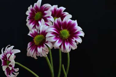Güzel kasımpatı çiçekleri, yakın görüş