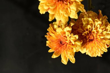 Güzel kasımpatı çiçekleri, yakın görüş