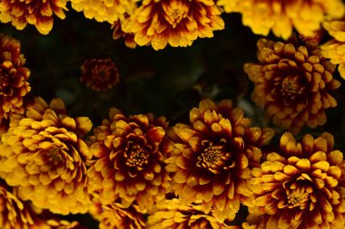 Güzel kasımpatılar, çiçekler, yakın görüş.