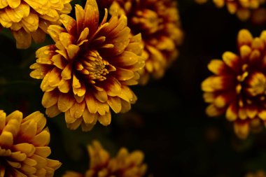 Güzel kasımpatılar, çiçekler, yakın görüş.