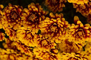 Güzel kasımpatılar, çiçekler, yakın görüş.