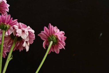 Güzel kasımpatılar, çiçekler, yakın görüş.