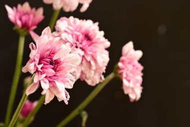 Güzel kasımpatılar, çiçekler, yakın görüş.