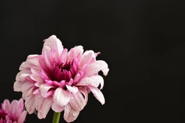 Güzel kasımpatılar, çiçekler, yakın görüş.