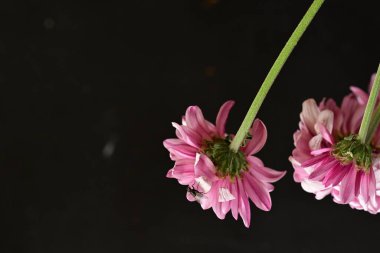 Güzel kasımpatılar, çiçekler, yakın görüş.