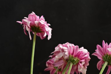 Güzel kasımpatılar, çiçekler, yakın görüş.