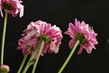 Güzel kasımpatılar, çiçekler, yakın görüş.