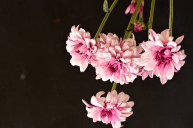 Güzel kasımpatılar, çiçekler, yakın görüş.