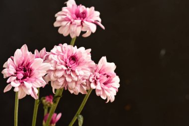 Güzel kasımpatı çiçekleri, yakın görüş