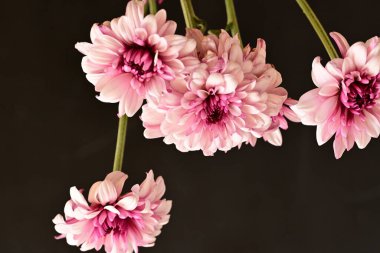 Güzel kasımpatı çiçekleri, yakın görüş