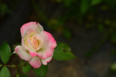 Güzel çiçek, bahçede büyüyen gül, doğa bitki örtüsü.