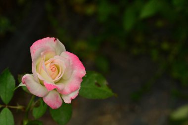 Güzel çiçek, bahçede büyüyen gül, doğa bitki örtüsü.