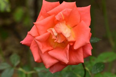 Güzel çiçek, bahçede büyüyen gül, doğa bitki örtüsü.