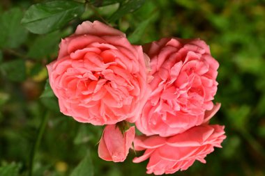 Bahçedeki güzel pembe güller