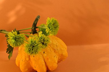 Yakın çekim - çiçek açan güzel çiçekler ve balkabağı 