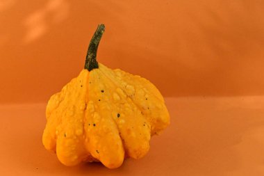 Küçük sarı balkabağı, cadılar bayramı süsü.