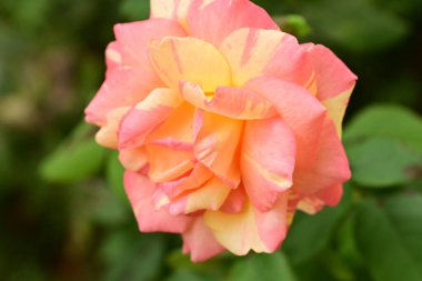 Güzel çiçek, bahçede büyüyen gül, doğa bitki örtüsü.