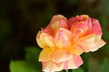 Güzel çiçek, bahçede büyüyen gül, doğa bitki örtüsü.