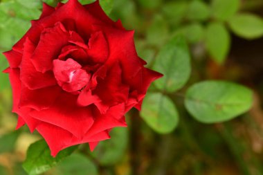 Güzel çiçek, bahçede büyüyen gül, doğa bitki örtüsü.