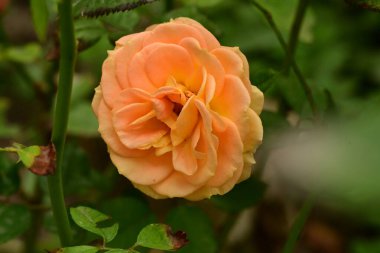 Güzel çiçek, bahçede büyüyen gül, doğa bitki örtüsü.