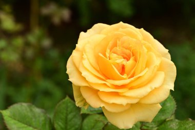 Güzel çiçek, bahçede büyüyen gül, doğa bitki örtüsü.