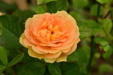 Güzel çiçek, bahçede büyüyen gül, doğa bitki örtüsü.