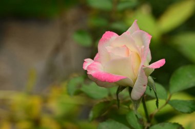 Güzel çiçek, bahçede büyüyen gül, doğa bitki örtüsü.