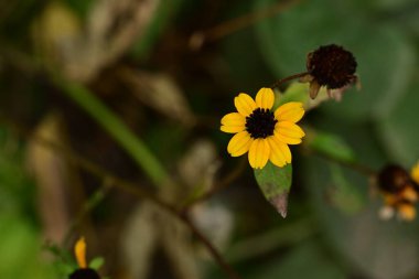 Bahçede yetişen güzel çiçekler, doğa bitki örtüsü.