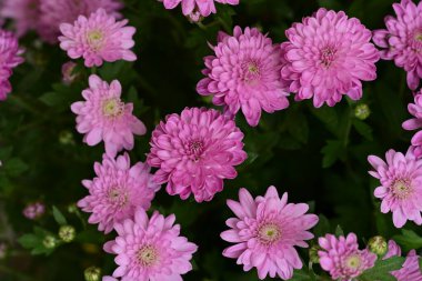 Güzel kasımpatılar, çiçekler, yakın görüş.