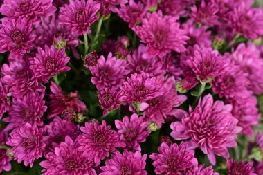 Güzel kasımpatılar, çiçekler, yakın görüş.