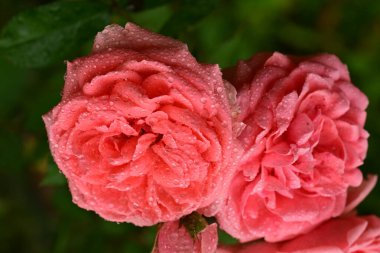 Bahçedeki güzel pembe gül çiçekleri