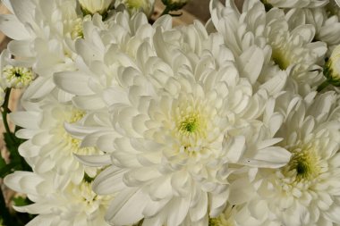 Güzel kasımpatılar, çiçekler, yakın görüş.