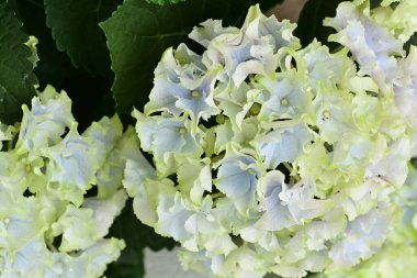 Bahçedeki güzel beyaz ortanca çiçekleri