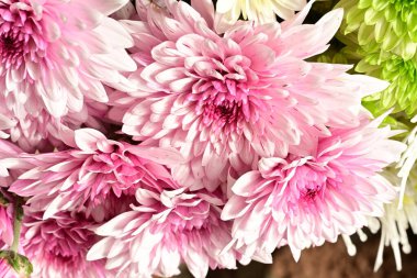 Güzel kasımpatılar, çiçekler, yakın görüş.