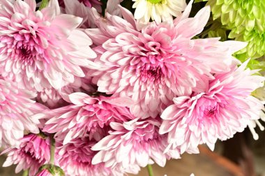 Güzel kasımpatılar, çiçekler, yakın görüş.